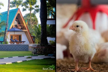 வட மாகணம் முழுவது உற்பத்தி செல்லவிருக்கும் கோழிக்குஞ்சுகள் ! Reechaவில் பண்ணையில் உள்ள பிரமிக்க வைக்கும் தகவல்