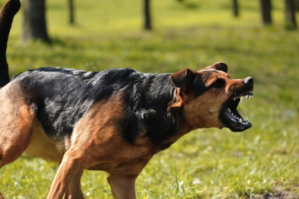 வெறி நாய்க்கடி நோய்க்கான மருந்துக்கு தட்டுப்பாடு | Rabies Dog Cat Animal