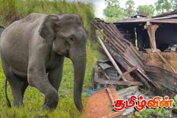 கிளிவெட்டி கிராமத்திற்குள் உட்புகுந்த காட்டு யானையின் அட்டகாசம்