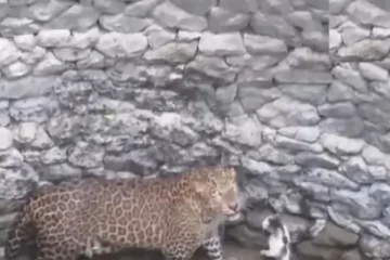 சிறுத்தையை கண்டு சிறிதும் அஞ்சாத பூனை!  நீ வேணா சண்டைக்கு வாடா .. வந்து பாருடா