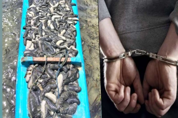 கிளிநொச்சியில் சட்டவிரோதமாக கடல் அட்டைகளை கடத்தியவர் கைது