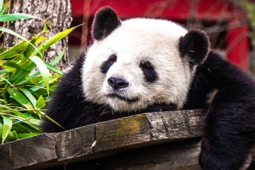 பிரான்சில் பிறந்த முதல் பண்டா கரடி; சீனாவுக்கு பார்சல்!