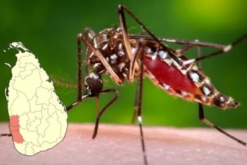 இலங்கையில் டெங்கு நோய் தீவிரம் : 69 ஆயிரத்தைக் கடந்த நோயாளர்கள்