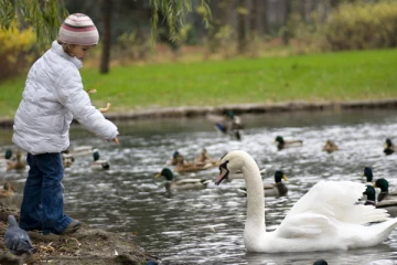 நாடொன்றில் தீவிரமடையும் பறவைக்காய்ச்சல்; ஆண்டின் இறுதிவரை நீடிக்கப்பட்ட அவசரநிலை