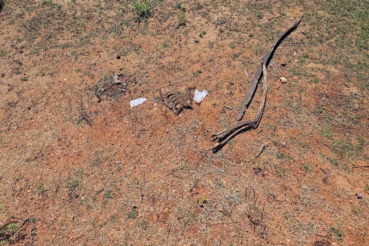 மன்னார் வீதியில் சிதறிக்கிடந்த மனித உடல் பாகங்கள் ; இழுத்துச் செல்லும் நாய்கள் | Human Body Parts Scattered On Mannar Streets