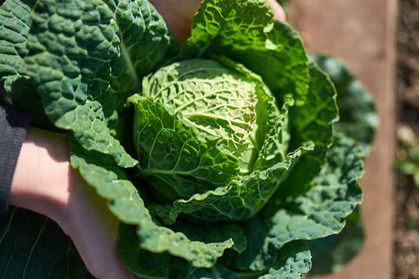 கெட்ட கொழுப்பை ஓட ஓட விரட்டியடிக்கும் பானம்.... நொடியில் செய்து உடனே குடிங்க! | Cabbage Juice Benefits