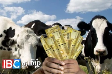 பசு மாடு இறக்குமதி திட்டத்தில் பாரிய மோசடி அம்பலம்