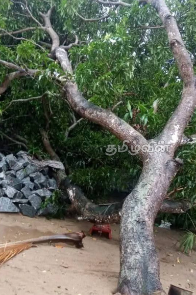 மட்டக்களப்பில் பலத்த காற்றுடன் மழை: பல வீடுகள் சேதம்-போக்குவரத்து பாதிப்பு | Rain With Strong Winds In Batticaloa District