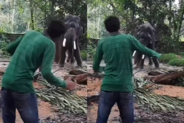 குழந்தையை போல் சுட்டித்தனமாக விளையாடும் யானை - அழகிய காட்சி!
