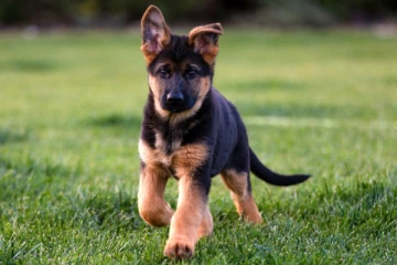 மகனை பார்த்து குறைத்த நாய் - காரில் கட்டி 3 கி.மீ இழுத்துச் சென்று தந்தை கொடூரம்