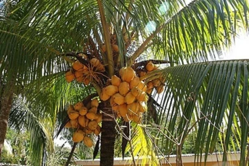 யாழில் தேங்காய் பறிக்க தென்னை மரம் ஏறிய முதியவருக்கு நேர்ந்த துயரம்