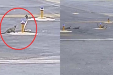 3 கீரியுடன் தனி ஆளாக தவிக்கும் பாம்பு! பரபரப்பான திரில் காட்சி