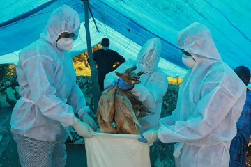 ஆசியாவிலும் ஐரோப்பாவிலும் மீண்டும் திரும்பும் பறவைக்காய்ச்சல்: மனிதர்களுக்கு அபாயம் உள்ளதா?