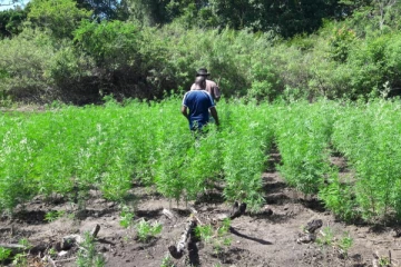 சூட்சுமமான முறையில் நடப்பட்டிருந்த ஐம்பதாயிரம் கஞ்சா செடிகள்!