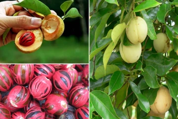 ලොවක් වටින සාදික්කා ගුණ කද..