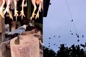 காகத்தை கட்டிப்போட்ட கறிக்கடைக்காரர் - மற்ற காகங்கள் ஒன்றுகூடி செய்த செயல்!