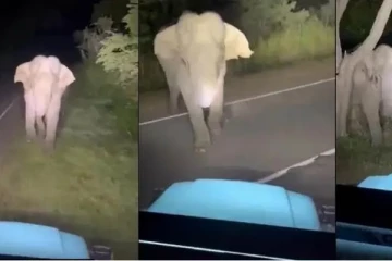 ජාත්‍යන්තරයට ගිය ලංකාවේ ආන්දෝලනාත්මක Tik Tok වීඩියෝව මෙන්න..(VIDEO)