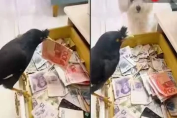 Viral video: கரன்சி நோட்டுகளை திருடும் திருட்டு காகம்