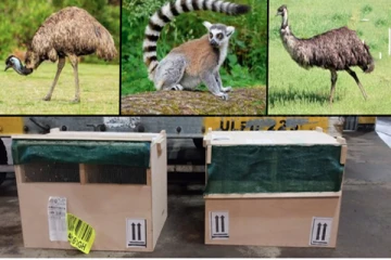 இலங்கையை வந்தடைந்த பறவையும் விலங்கும்