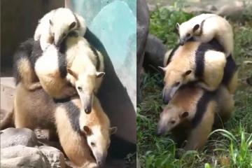 உலகிலேயே மனைவி மற்றும் குழந்தையை சுமந்து செல்லும் ஒரே விலங்கு இதுதான்?