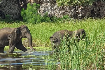 மட்டக்களப்பு வாவியை ஊடறுத்து கடற்கரைக்கு வந்த காட்டு யானைகள்