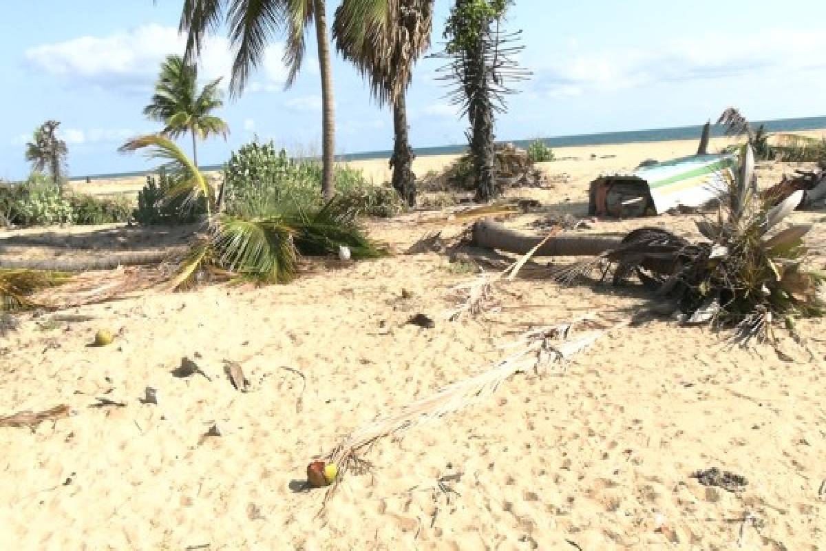 யாழுக்குள் திட்டமிட்டு கொண்டுவரப்பட்ட யானைகள் ; நடவடிக்கை எடுக்காத அதிகாரிகள் | Elephants Jaffna Deliberatel Officials Take Action