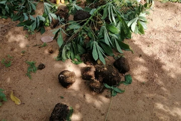 குடிமனைகளுக்குள் புகுந்த யானைகளால் பயிர்கள் நாசம்