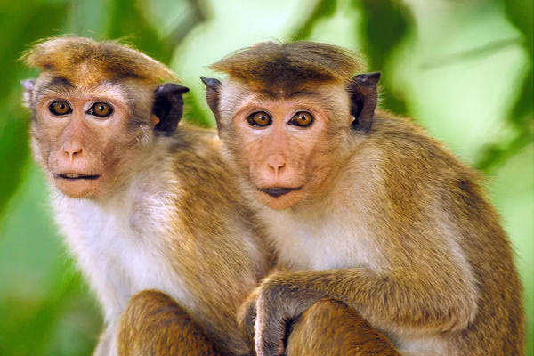 குரங்குகளை நாம் கோரவில்லை; பல்டி அடித்த சீன தூதரகம்! | We Are Not Asking For Monkeys Chinese Embassy