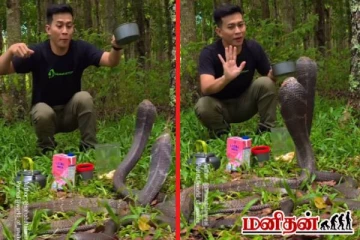 ராட்சத ராஜ நாகங்களுக்கு மத்தியில் நபரொருவர் செய்த வேலை! படுவைரலாகும் காணொளி