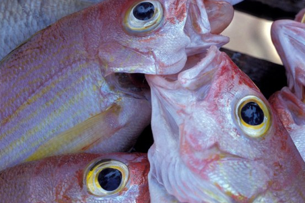 சர்க்கரை நோயா? வாரத்தில் 2 நாள் இந்த மீன் சாப்பிடுங்க... நீரிழிவு தலைத்தெறிக்க ஓடிடும்! | Diabetic Super Foods Fish