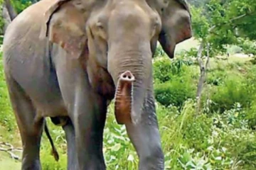 ගම්මාන රැසක් බියෙන් වෙව්ලා ගිය, අන්ධ අලියා..