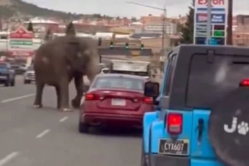 பரபரப்பான சாலையில் அங்கும், இங்குமாக ஓடிய சர்க்கஸ் யானை! வீடியோ வைரல்