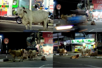போக்குவரத்துக்கு இடையூறாகும் கட்டாக்காலி மாடுகள்: பொதுமக்கள் விசனம்