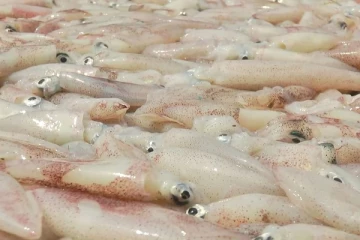 அரபு நாடுகளுக்கு ஏற்றுமதி செய்யப்படும் கணவாய் பருவகாலம்  ஆரம்பம் (Video)