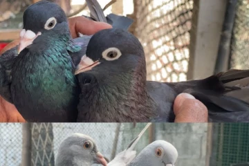 පරවියන් මරා පුළුස්සා ආහාරයට ගනිමින් tik tok වීඩියෝ සැදු තරුණයෝ..වීඩියෝ පරවි අයිති කාරයටත් යවලා..