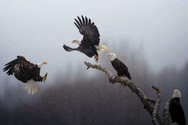 கேமராக் காதலன் - Pictures of the Year விருதை தட்டித் தூக்கிய இந்திய வம்சாவளியான Engineer | Indian Wins Natgeo Pictures Of The Year Award