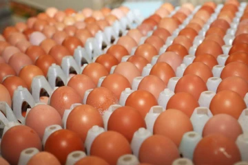 இந்திய முட்டைகள் தொடர்பில் வெளியிடப்பட்டுள்ள அறிவித்தல்!