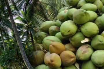 450 தேங்காய்கள் திருடிய மூவர் ; ஒரு இலட்சம் ரூபா இழப்பு