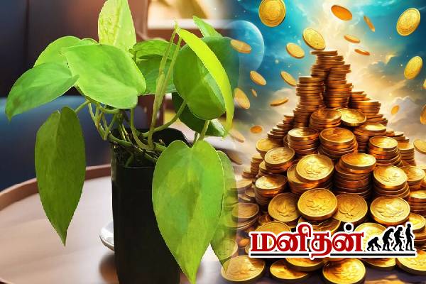 உங்க வீட்டுல மணி பிளான்ட் இருக்கா? அப்போ இந்த தவறை செய்யாதீங்க | Mistakes Growing Money Tree At Your Home