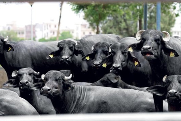 மட்டக்களப்பில் ஈவிரக்கமற்ற செயல்; கருகி கட்டையான இளங்கன்றுகள் | Group On Cattle And Goat Trafficking Batticaloa