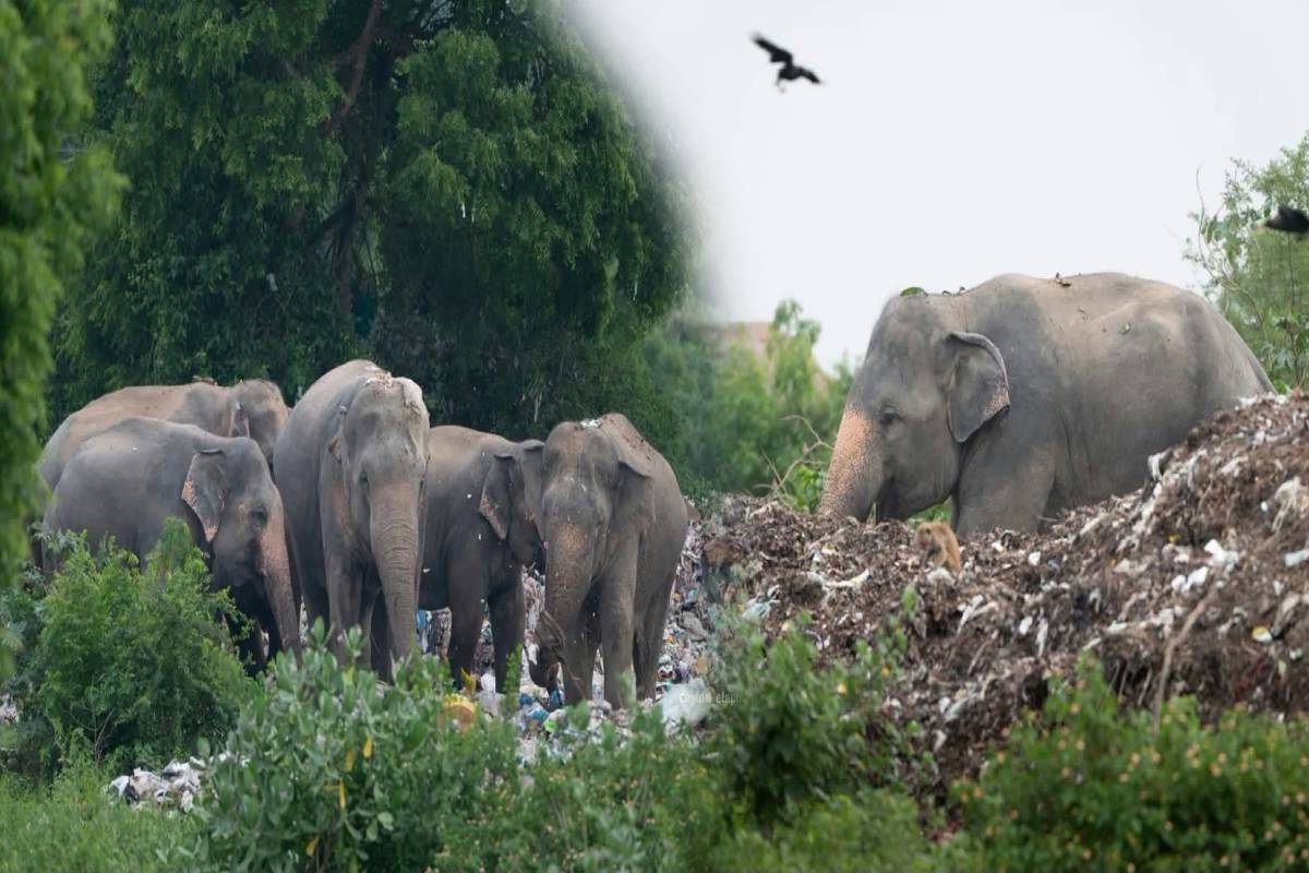 மனிதர்கள் வீசும் குப்பைகளால் ஆபத்தில் காட்டு யானைகள் ; அதிகாரிகள் உடனடி கவனம் செலுத்துவார்களா? | Wild Elephants At Risk Due Trash Discarded Humans மனிதர்கள் வீசும் குப்பைகளால் ஆபத்தில் காட்டு யானைகள் ; அதிகாரிகள் உடனடி கவனம் செலுத்துவார்களா? | Wild Elephants At Risk Due Trash Discarded Humans
