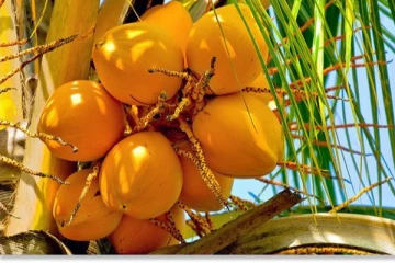 සංචාරකයින් පවා පුදුමයට පත්කල ලංකාවට ආවේනික පානය...