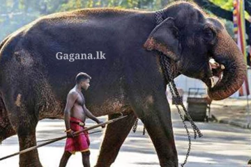 ඇත්ගොව්වන්ට විශේෂ පාඨමාලාවක්.