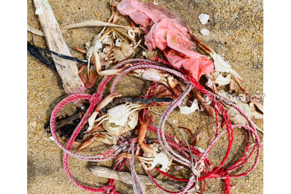 மட்டக்களப்பு கடற்பகுதியில் கரையொதுங்கும் நண்டுகள் | Crabs Washing Ashore In The Sea In Batti மட்டக்களப்பு கடற்பகுதியில் கரையொதுங்கும் நண்டுகள் | Crabs Washing Ashore In The Sea In Batti