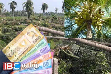 தென்னை செய்கையில் ஈடுபட்டவர்களுக்கு : வெளியான அறிவிப்பு அதிகரிக்கப்டும் கொடுப்பனவு