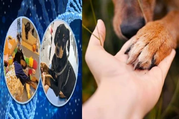 இறந்த நாயை மீண்டும் கொண்டு வர ரூ.19 லட்சம் செலவு செய்த பெண்!