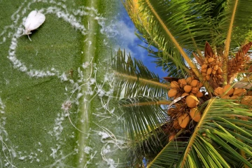 வெப்பநிலையினால் வெள்ளை ஈயின் தாக்கம் அதிகரிப்பு