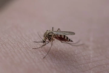 வீடு முழுக்க கொசு தொல்லையா? விரட்டி அடிக்க இந்த ஒரே ஒரு பொருள் போதும்… அலண்டு ஓடிடும்!