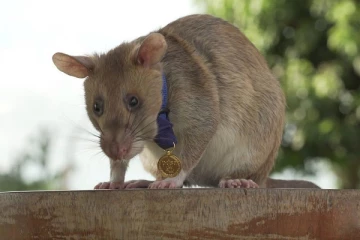 100 கண்ணிவெடிகளை கண்டுபிடித்து பலர் உயிரை காப்பாற்றிய அபார எலிக்கு நேர்ந்த சோகம்!