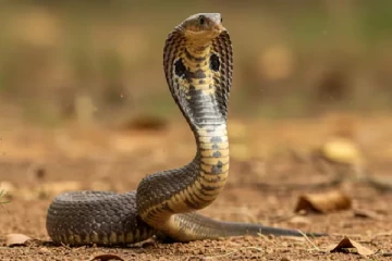 மதுபோதையில் பாம்பை விழுங்கிய நபர்!